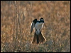 restless_flycatcher_181932
