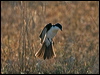 restless_flycatcher_181933