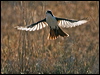 restless_flycatcher_181934