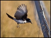 restless_flycatcher_181958