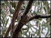 restless_flycatcher_59552
