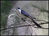 restless_flycatcher_60327