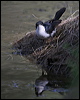 restless_flycatcher_60351