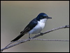 restless_flycatcher_60354