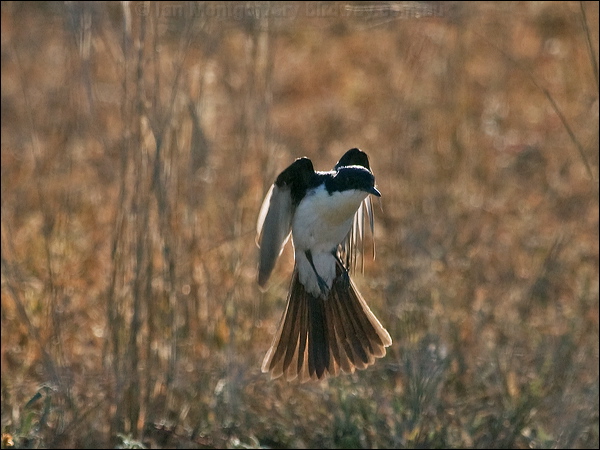 Restless Flycatcher restless_flycatcher_181932.psd