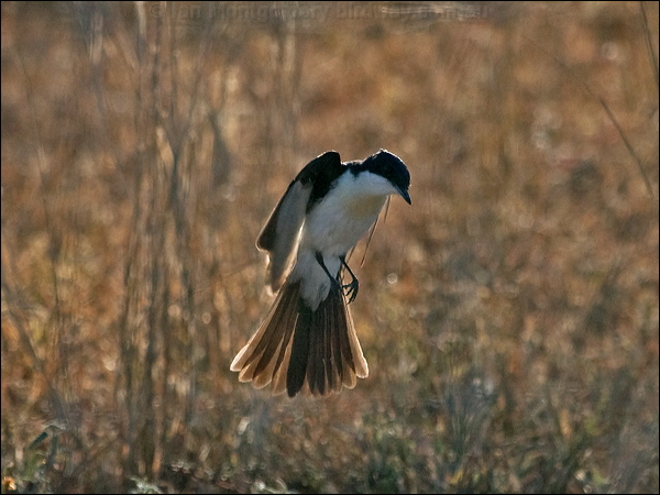 Restless Flycatcher restless_flycatcher_181933.psd