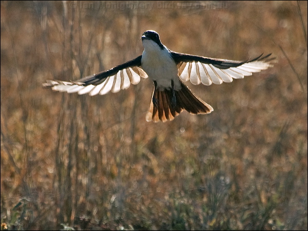 Restless Flycatcher restless_flycatcher_181934.psd