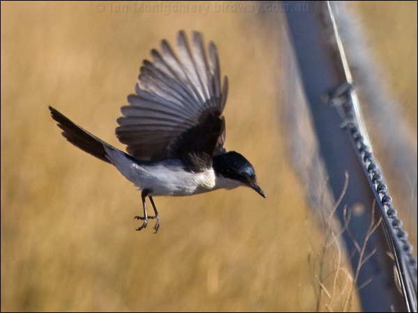 Restless Flycatcher restless_flycatcher_181958.psd