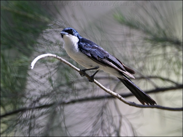 Restless Flycatcher restless_flycatcher_60327.psd