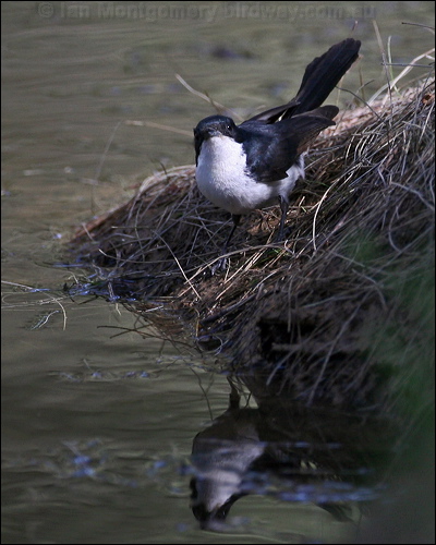 Restless Flycatcher restless_flycatcher_60351.psd