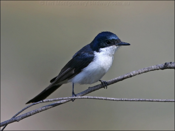 Restless Flycatcher restless_flycatcher_60354.psd