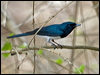 satin_flycatcher_189793