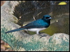 satin_flycatcher_189803