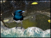 satin_flycatcher_189807