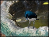 satin_flycatcher_189809