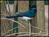 satin_flycatcher_189811
