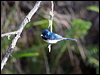 satin_flycatcher_59880