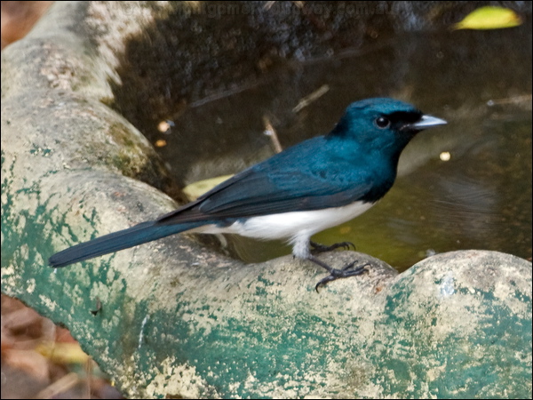 Satin Flycatcher satin_flycatcher_189802.psd