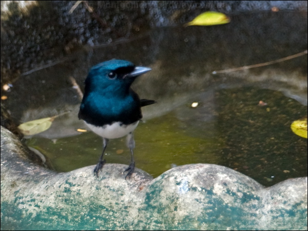 Satin Flycatcher satin_flycatcher_189807.psd