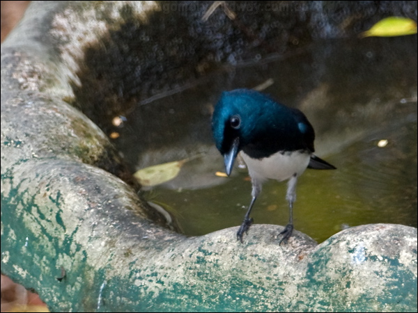 Satin Flycatcher satin_flycatcher_189809.psd