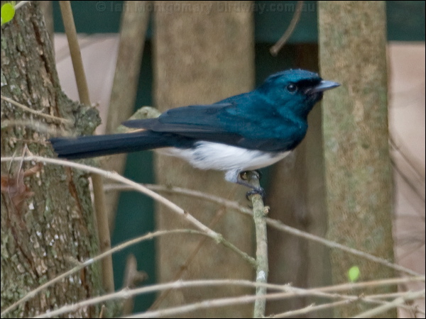 Satin Flycatcher satin_flycatcher_189811.psd