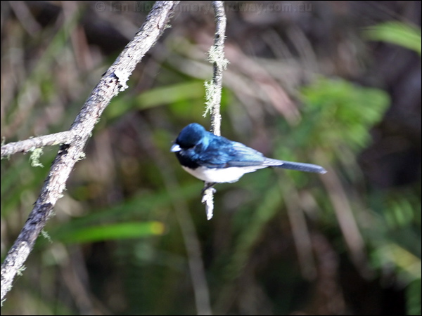 Satin Flycatcher satin_flycatcher_59880.psd