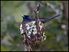 shining_flycatcher_168661