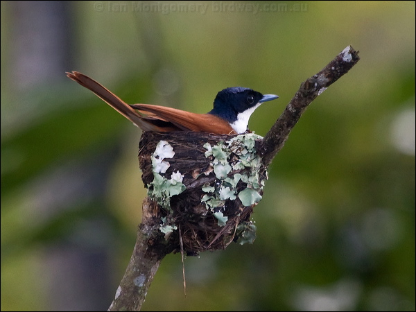 Shining Flycatcher shining_flycatcher_168702.psd
