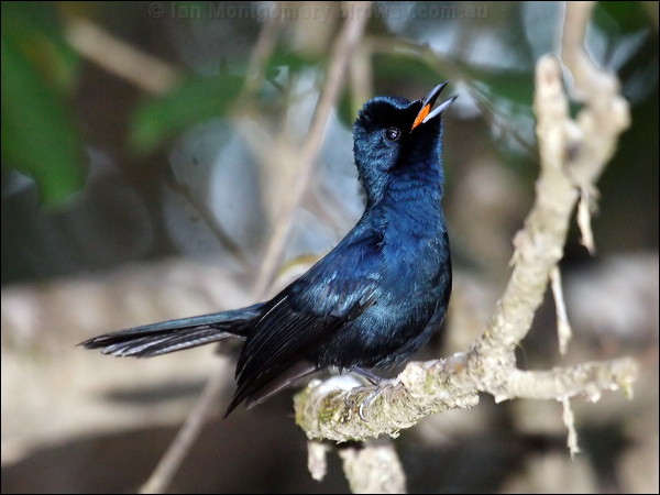 Shining Flycatcher shining_flycatcher_80430.psd