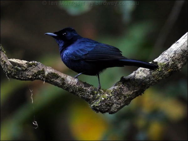 Shining Flycatcher shining_flycatcher_80435.psd