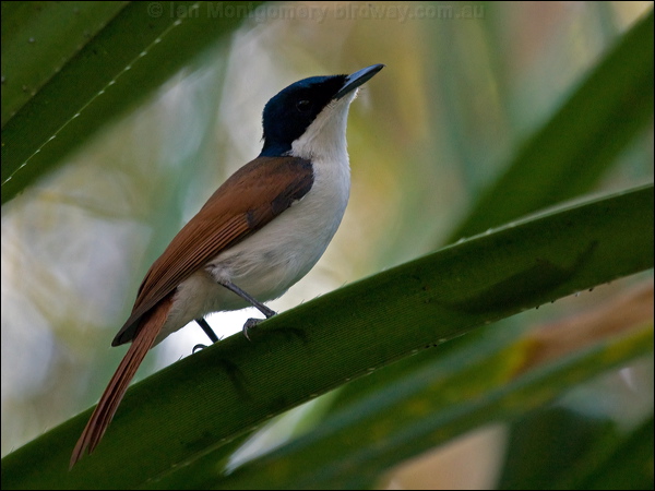 Shining Flycatcher shining_flycatcher_90983.psd