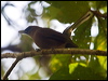 southern_shrikebill_166093