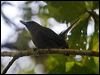 Click here to enter gallery and see photos/pictures/images of Southern Shrikebill