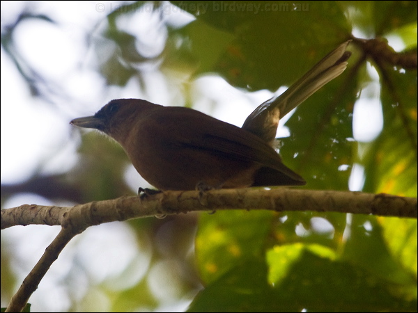 Southern Shrikebill southern_shrikebill_166093.psd