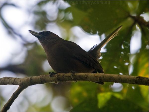 Southern Shrikebill southern_shrikebill_166100.psd