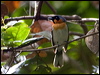spectacled_monarch_120851