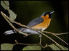 spectacled_monarch_167785