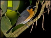 spectacled_monarch_167787