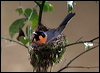 spectacled_monarch_46863
