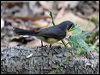 spectacled_monarch_81016