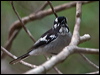 white_eared_monarch_189243