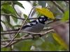white_eared_monarch_189247
