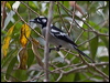 white_eared_monarch_189255
