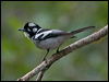 Click here to enter gallery and see photos/pictures/images of White-eared Monarch