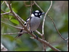 white_eared_monarch_189274