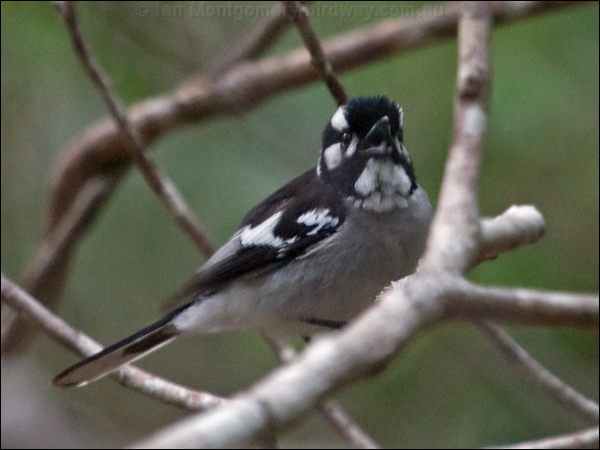 White-eared Monarch white_eared_monarch_189243.psd