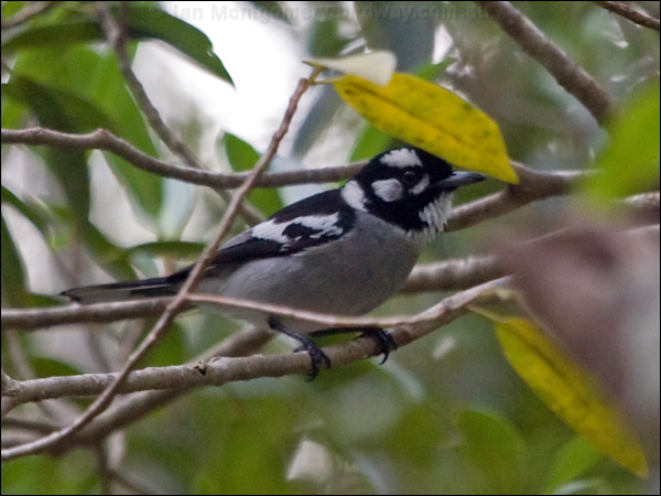 White-eared Monarch white_eared_monarch_189247.psd
