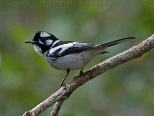 White-eared Monarch white_eared_monarch_189265.psd