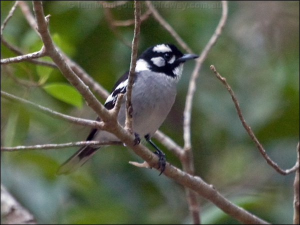 White-eared Monarch white_eared_monarch_189274.psd