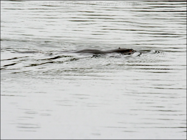 Platypus platypus_36958.psd